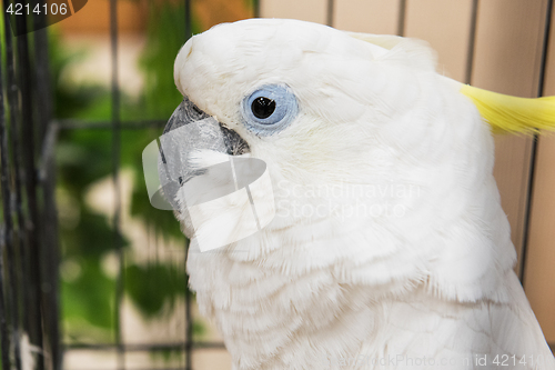 Image of Big white parrot