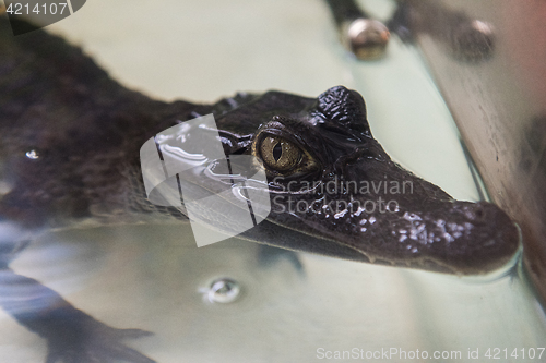 Image of Beautiful caiman crocodile