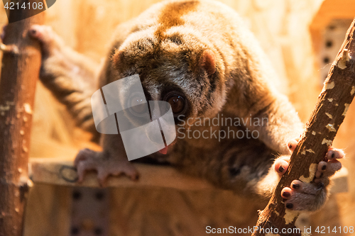 Image of The beautiful slow loris