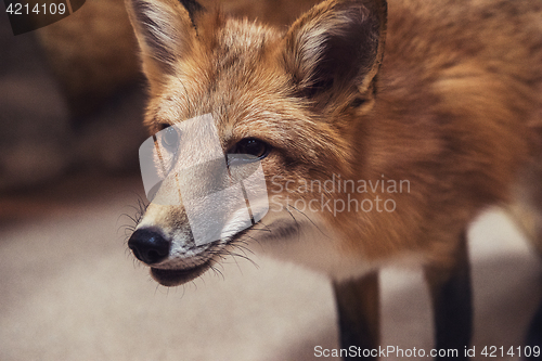 Image of Beautiful red fox