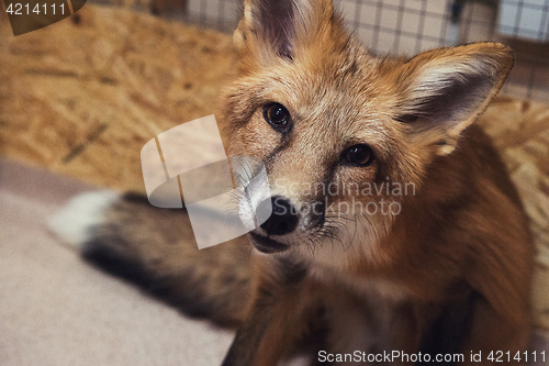 Image of Beautiful red fox