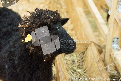 Image of Black sheep at farm
