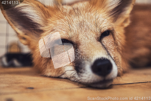 Image of Beautiful red fox