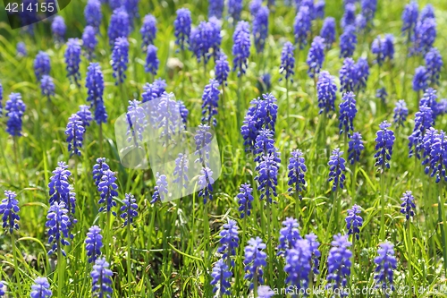 Image of Grape hyacinth.