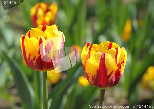 Image of Tulips.