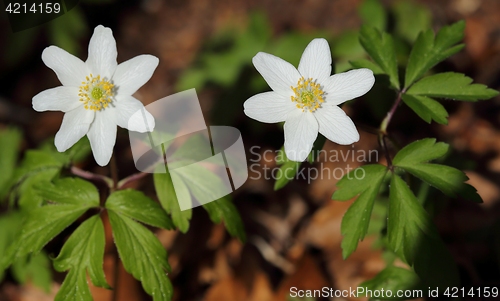 Image of Anemones