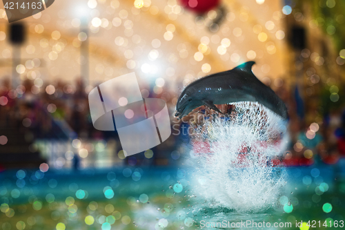 Image of Two dolphins at dolphinarium