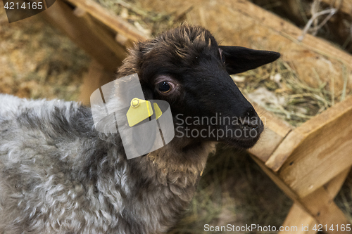 Image of Black sheep at farm