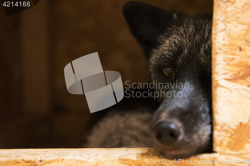 Image of Beautiful black fox
