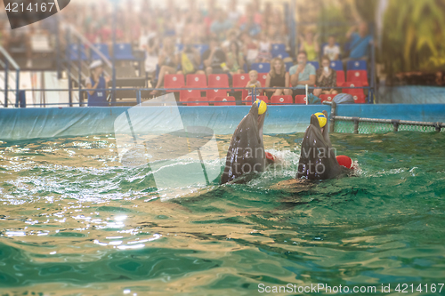 Image of Two dolphins at dolphinarium