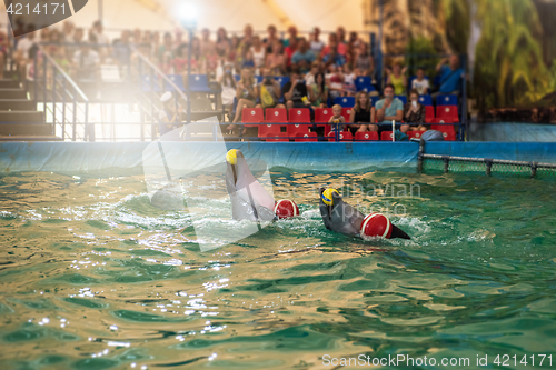 Image of Two dolphins at dolphinarium