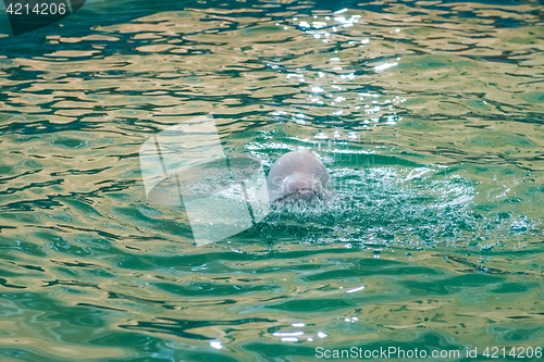 Image of White dolphin at dolphinarium