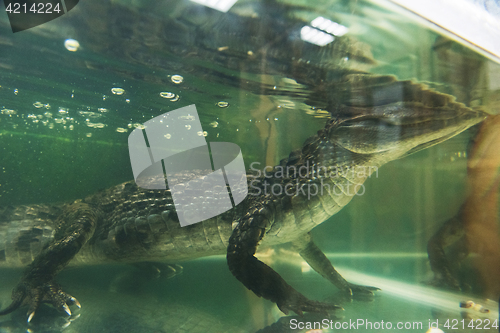 Image of Beautiful caiman crocodile