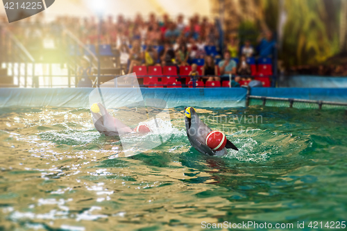 Image of Two dolphins at dolphinarium