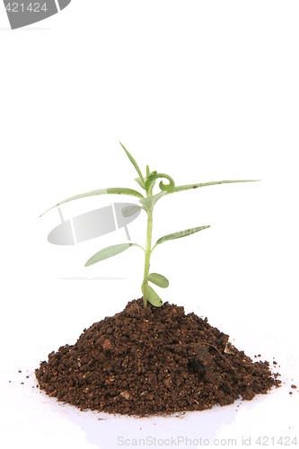 Image of plant closeup