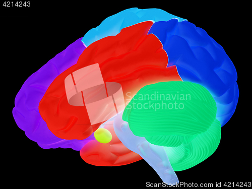 Image of creative concept with 3d rendered colourful brain