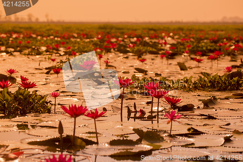 Image of THAILAND ISAN UDON THANI KUMPHAWAPI LOTUS LAKE