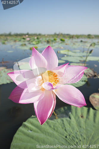 Image of THAILAND ISAN UDON THANI KUMPHAWAPI LOTUS LAKE