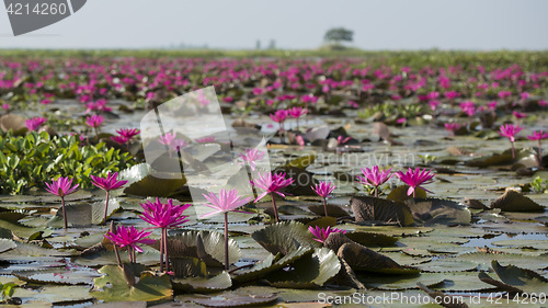 Image of THAILAND ISAN UDON THANI KUMPHAWAPI LOTUS LAKE