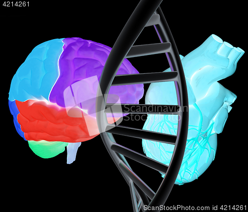 Image of DNA, brain and heart. 3d illustration