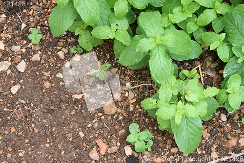 Image of cinnamon and soil