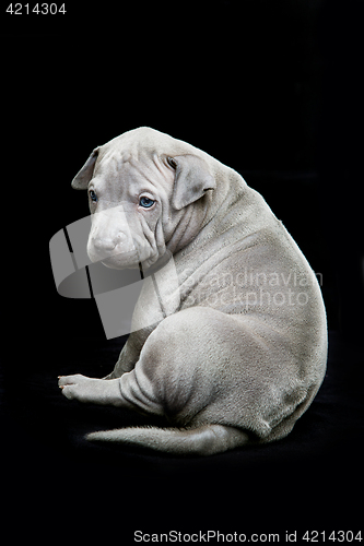 Image of Thai ridgeback puppy on black background