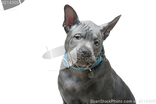 Image of Thai ridgeback puppy