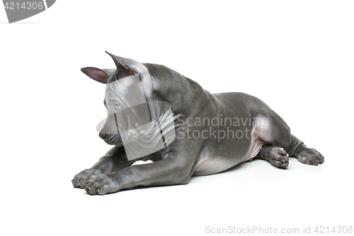 Image of Thai ridgeback puppy