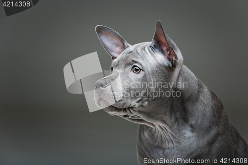 Image of Thai ridgeback puppy