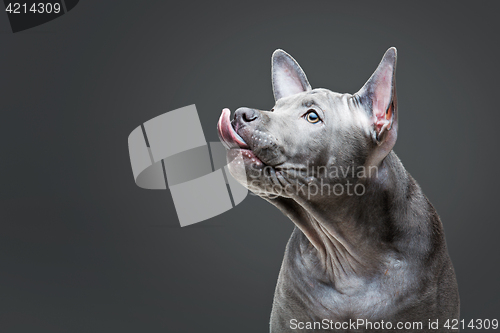 Image of Thai ridgeback puppy