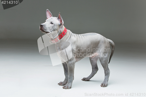 Image of Thai ridgeback puppy