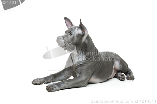 Image of Thai ridgeback puppy