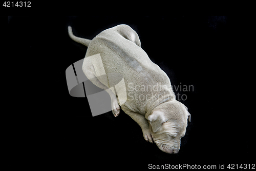 Image of Thai ridgeback puppy isolated on white