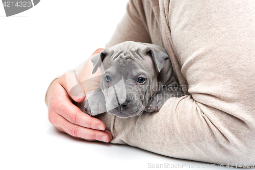 Image of Thai ridgeback puppy sitting in man\'s arms