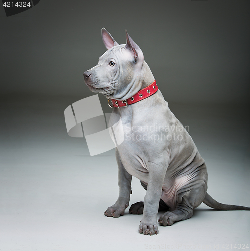 Image of Thai ridgeback puppy