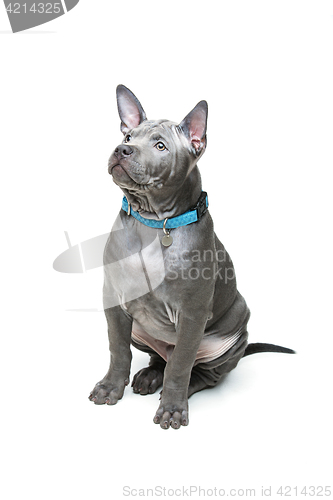 Image of Thai ridgeback puppy