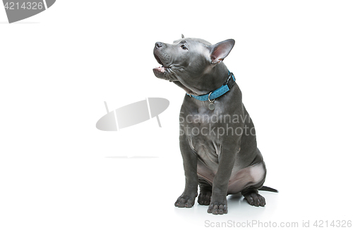 Image of Thai ridgeback puppy