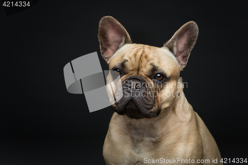 Image of Beautiful french bulldog dog