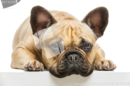 Image of Beautiful french bulldog dog