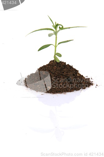 Image of small plant