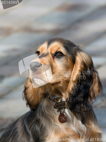 Image of English Show Cocker Spaniel Puppy