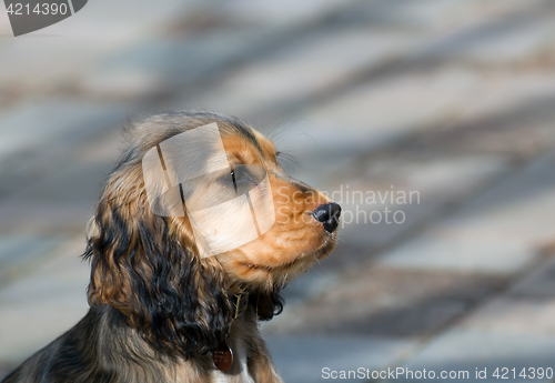 Image of English Show Cocker Spaniel Puppy