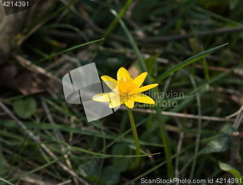 Image of Lesser Celandine