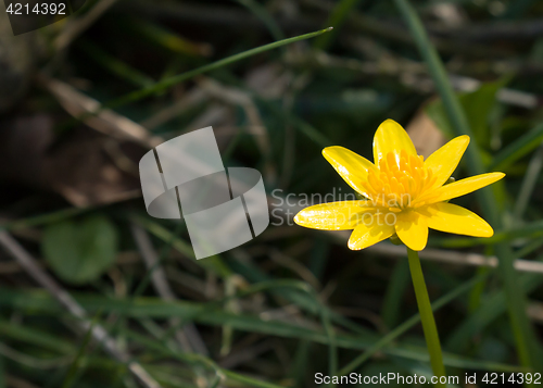 Image of Lesser Celandine with Copy Space