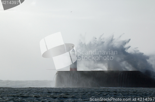 Image of Newhaven Lighthouse and Gull