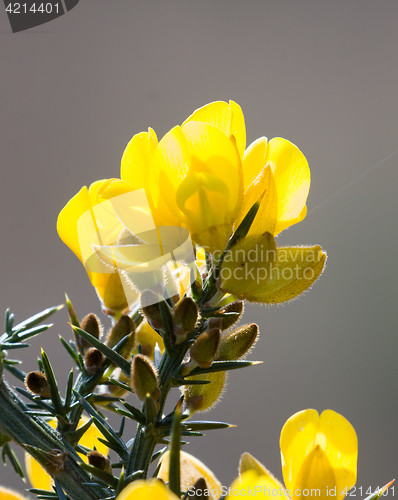 Image of Gorse Backlit