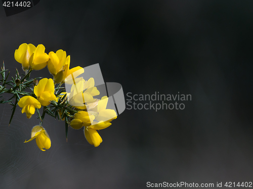 Image of Gorse Flowers with Copy Space