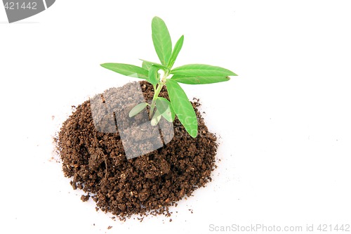 Image of soil and plant