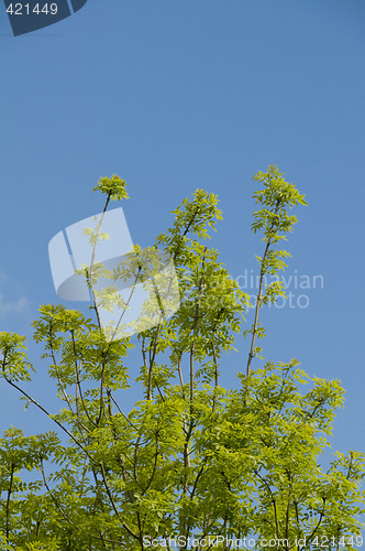 Image of Tree top