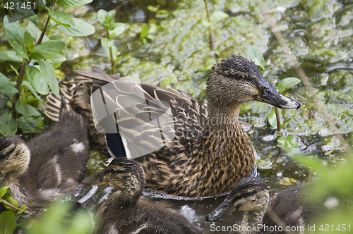 Image of Ducks